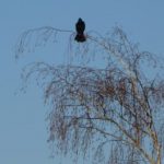 The Free Raven